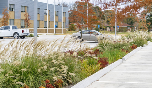 Native plantings in parking area islands
              